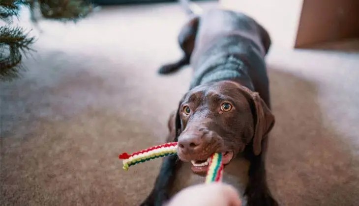 Dog Playing Tug of War A brown dog playing tug of war with a rope toy for enrichment.