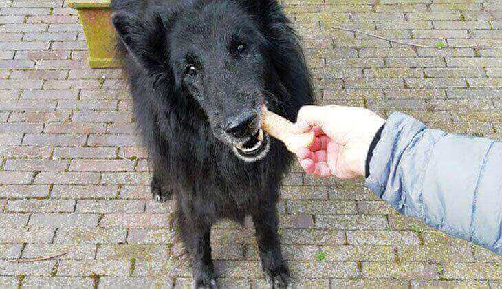 Feeding Black Dog a Treat A person feeds a bone shaped treat to a large black dog.