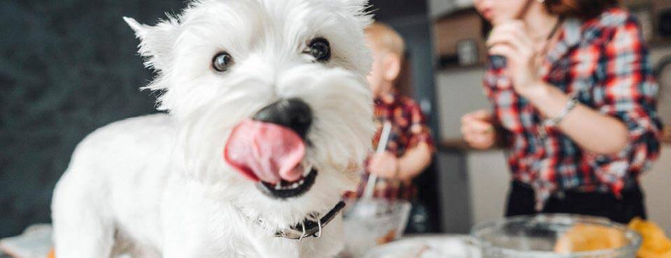 Dig licking his lips A small white dog happily licks his lips after a a delicious treat.