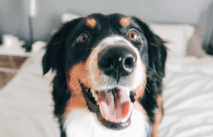 Happy Bernese Mountain Dog A close up of a happy Bernese Mountain Dog sitting on a bed.