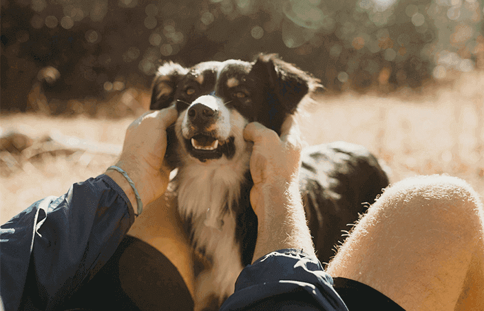 Person Petting Dog A person stroking their black and white dog's face outdoors in the sun.