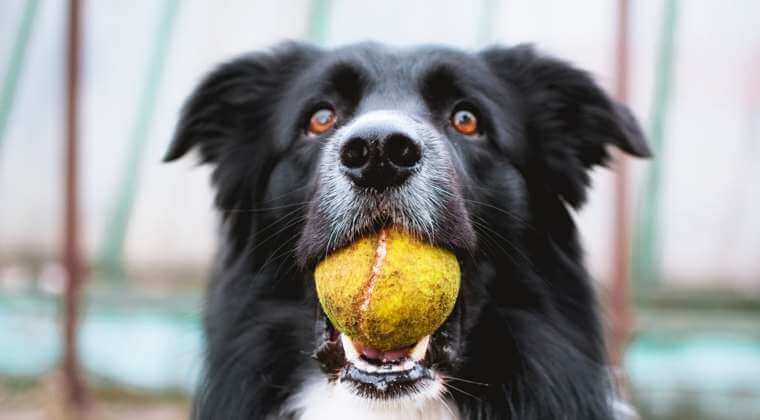 Dog Holding a Tennis Ball A black and white dog with excited eyes holds a tennis ball in his mouth.