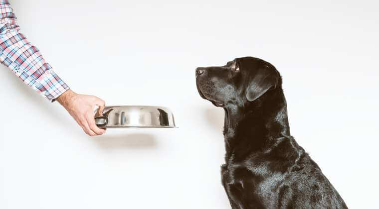 Feeding a Black Dog A person holds out a metal bowl to feed a black dog waiting.