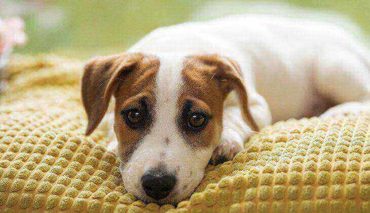 Dog resting on blanket A small white and brown dog with sad eyes rests on a blanket.