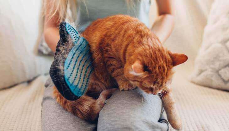 Brushing a Cat with a Grooming Glove A person brushes an orange tabby cat with a grooming glove while sitting on a couch.