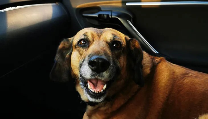 Dog Riding in a Car A happy brown dog is secured safely inside a car.
