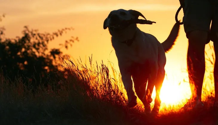 Dog Walking at Sunset A silhouetted dog runs alongside a person during sunset on holiday.