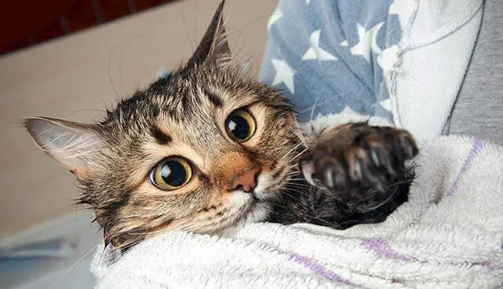 Wet Tabby Cat in a Towel A wet tabby cat wrapped in a white towel reaches out with its paw toward the camera.