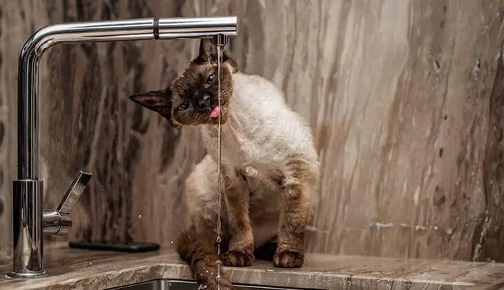 Cat Drinking from Faucet A cat licks water from a running kitchen faucet.