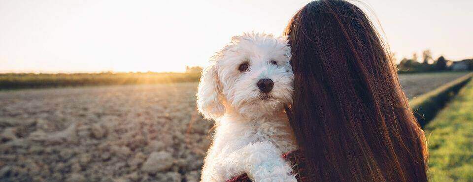 A woman and her dog enjoy the sunrise together.. A woman with long hair enjoys the sunrise holding her white dog.