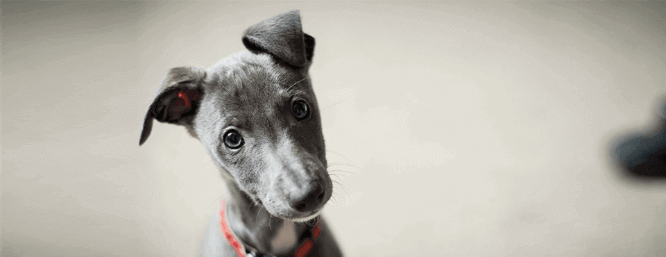 Grey puppy A great puppy tilts its head at the camera.