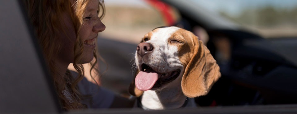 A dog on a road trip A beagle dog enjoys a road trip with his smiling owner.