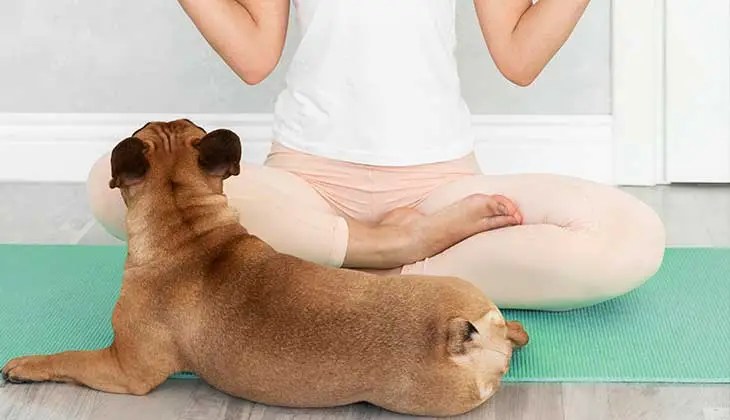 Dog and Person Doing Yoga A brown dog lies on a yoga mat in front of a person sitting cross legged.