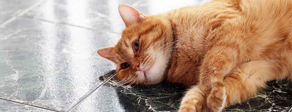 Overweight orange cat An overweight orange cat lays on his side on the kitchen floor.