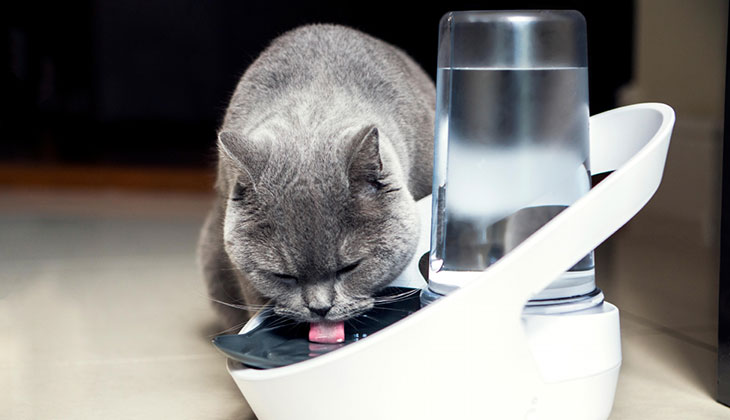 Gray Cat Drinking from SurePet Water Dispenser A gray cat drinks water from an automatic SurePet pet water dispenser.