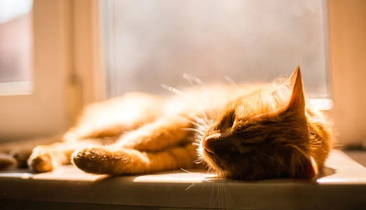 Orange Cat on Windowsill An orange cat rests on a sunny windowsill.