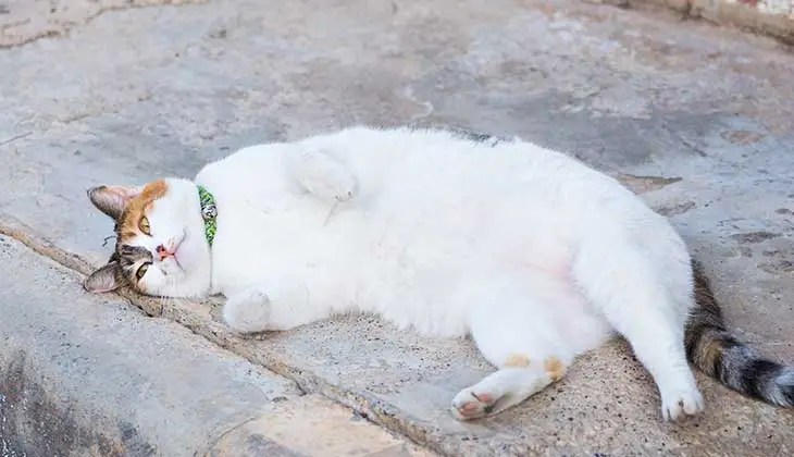 Overweight Cat An overweight calico cat at risk of diabetes, laying on a pathway.