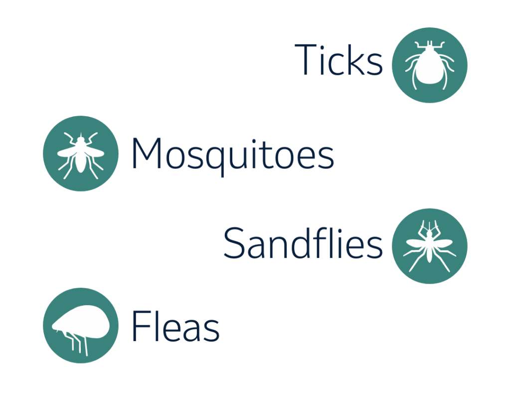 An infographic displays text and white vector icons inside teal circles for ticks, mosquitoes, sandflies, and fleas on a gray background.