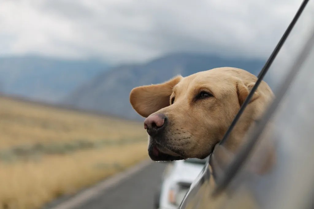 A golden dog on holiday in the countryside, looks out the window of a moving car.