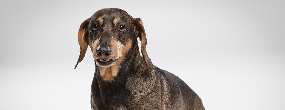 Senior Dachshund A Senior overweight dachshund looking at the camera.