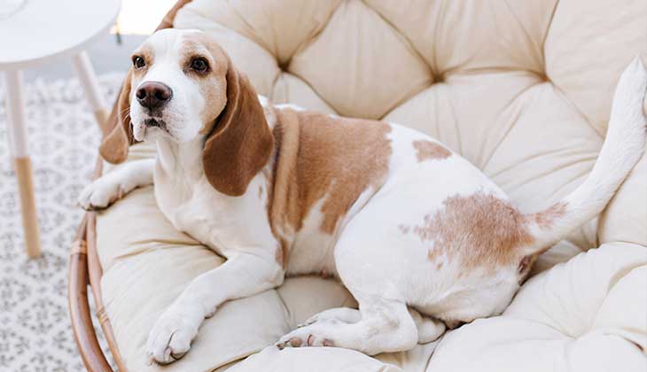 Beagle Resting on Chair A slightly overweight beagle dog rests comfortably on a large circular chair.