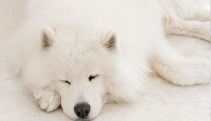 Sleeping Samoyed Dog A fluffy white Samoyed dog sleeps soundly on the floor.