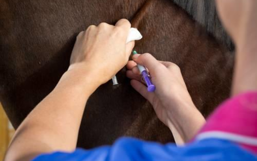 Vet vaccinating horse