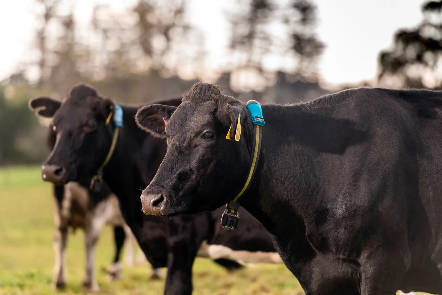 Two black cows with ear tags in grassy field
