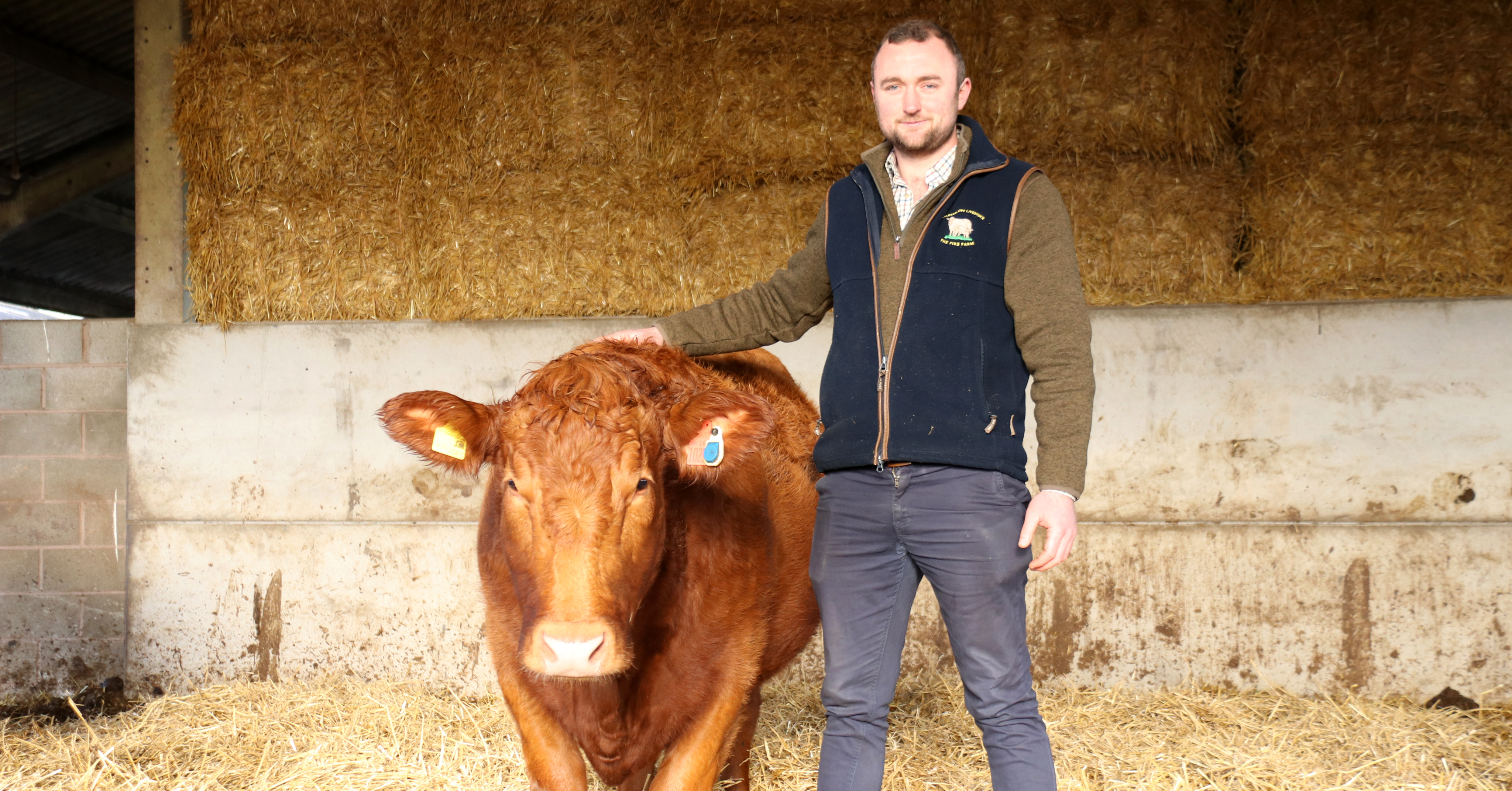 Farmer Dan Ingham standing beside a beef cow wearing a SenseHub monitoring ear tag in a straw-bedded cattle barn.