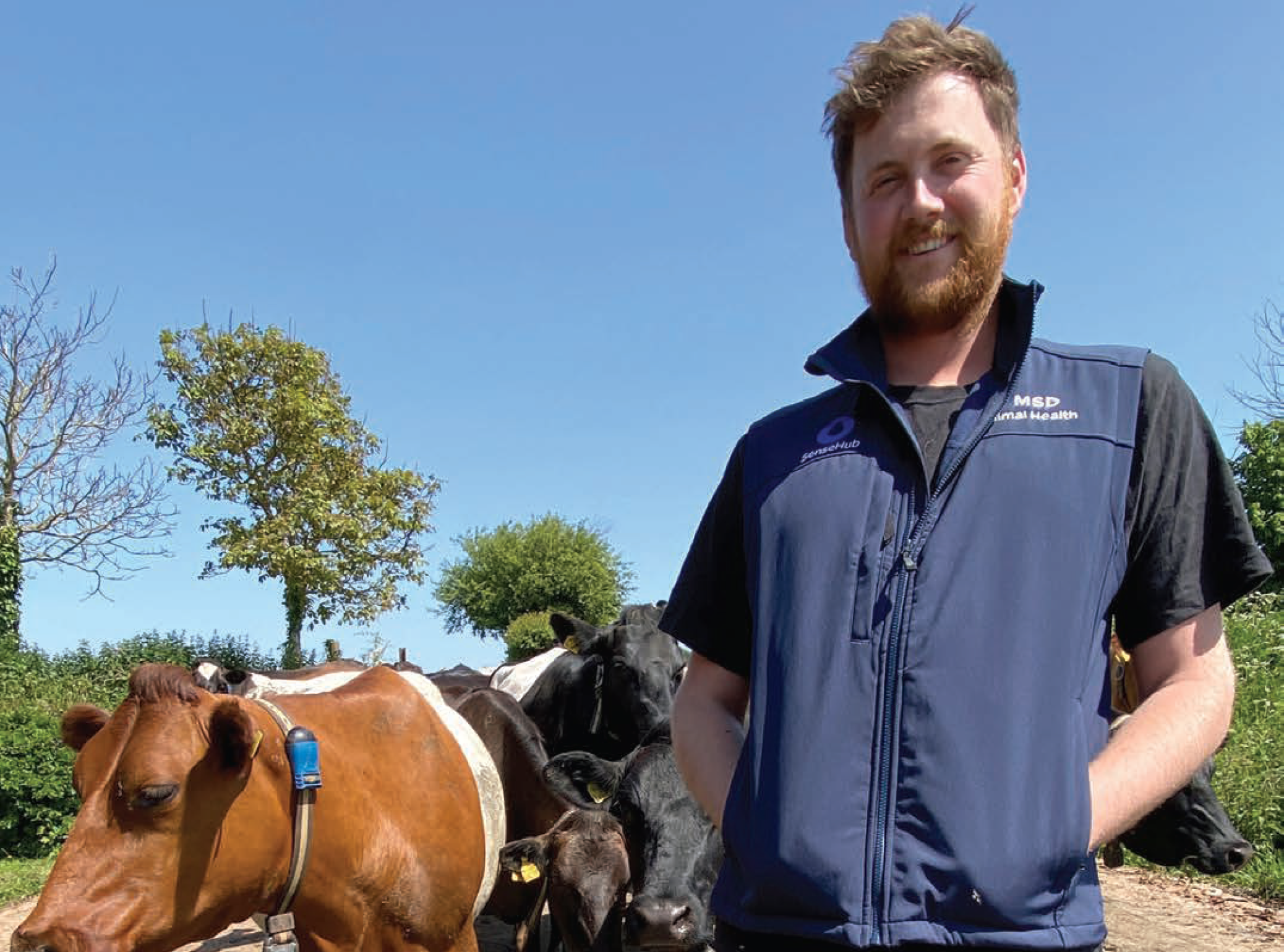 A smiling farmer wearing an MSD Animal Health and SenseHub vest standing in front of his dairy cows on a sunny day.