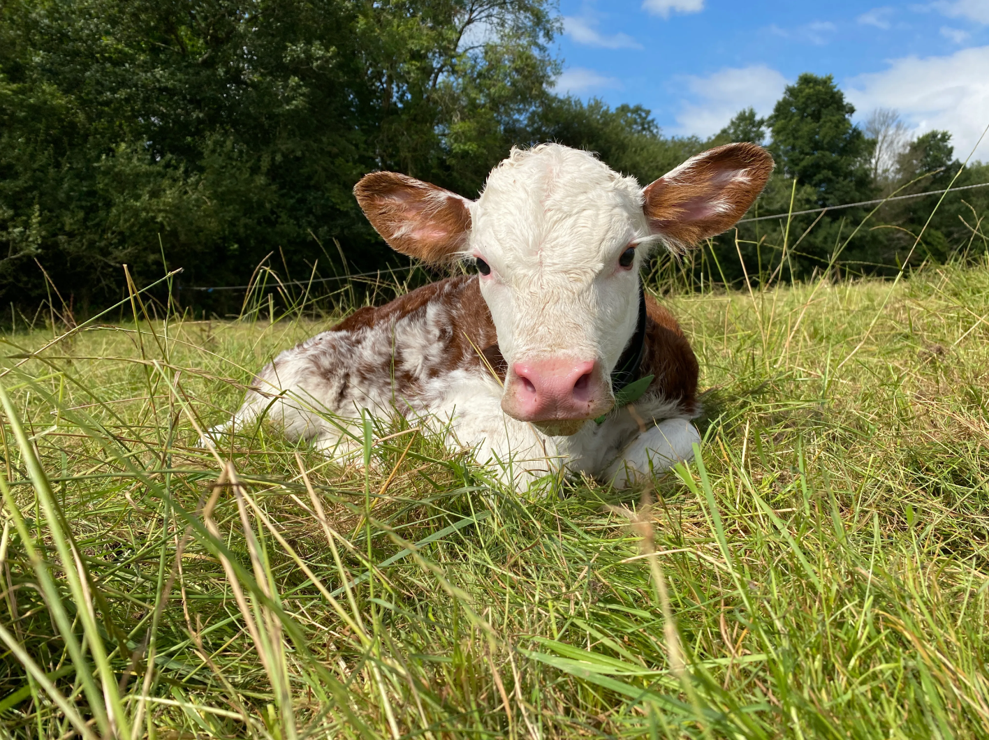 A close-up of a young brown and white speckled calf with large ears sitting peacefully in long green grass under a blue sky.