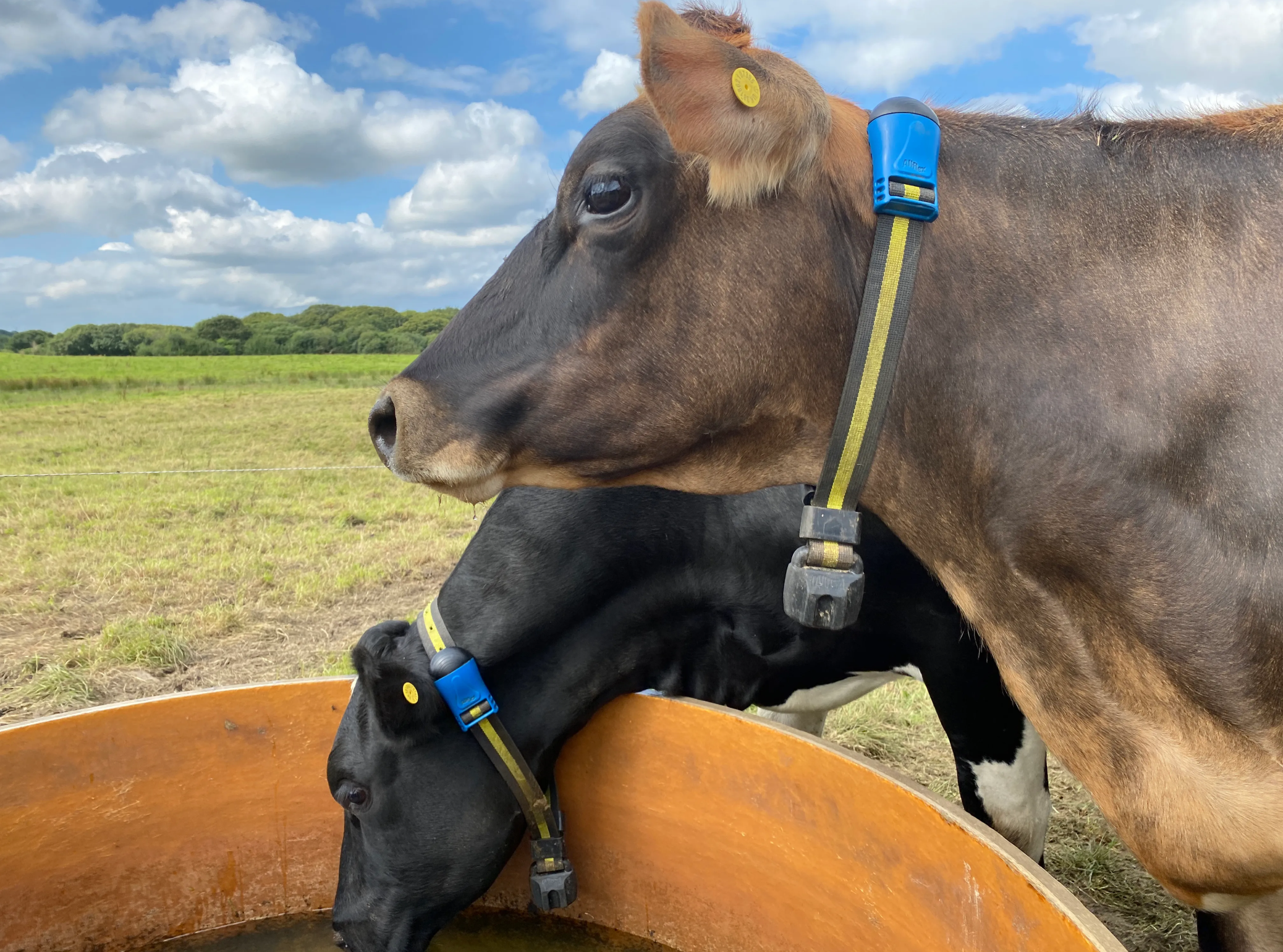 Two cows wearing tracking collars drink water from a trough in a grassy pasture under a partly cloudy sky.