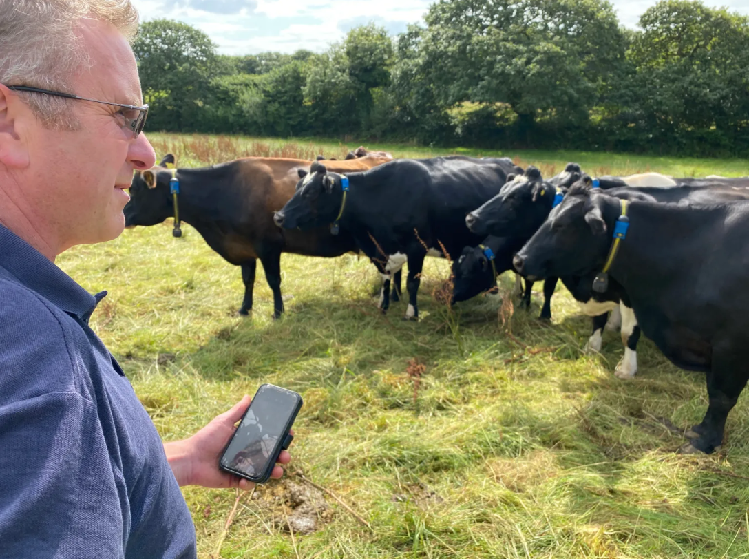 A close-up profile of a farmer holding a smartphone while looking out at a herd of black dairy cows grazing in a field, with the cows wearing blue monitoring collars.