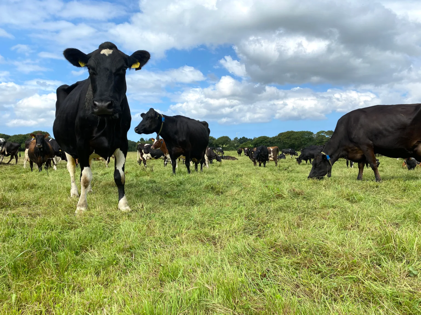 Partially obscured image showing a cow in a grassy pasture with visual distortion.