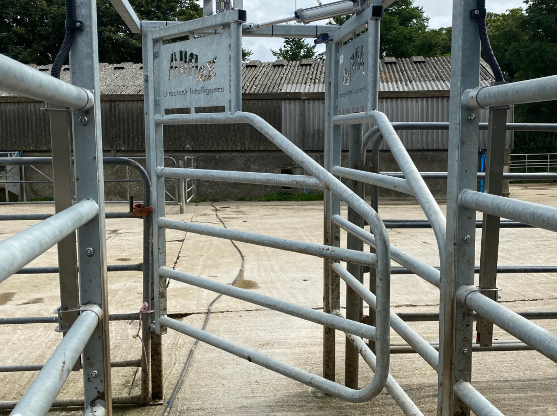 Metal livestock handling gates and race system in a farmyard with concrete ground and barn in the background.