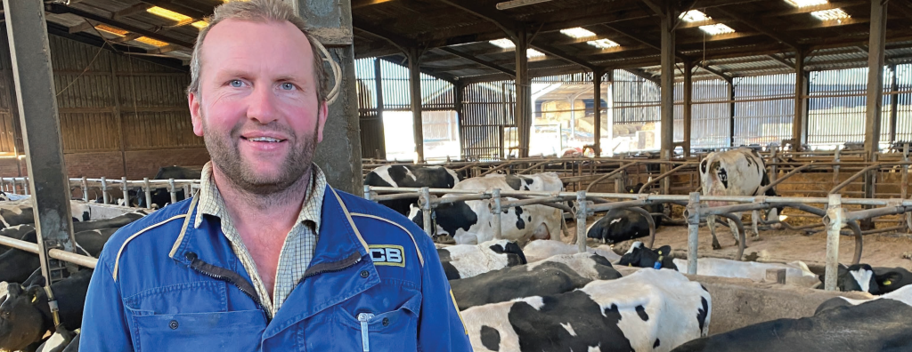 Dairy Farmer in Blue JCB Overalls Dairy farmer Bill Holland standing inside a dairy cattle housing shed, with Holstein cows visible in pens behind him.