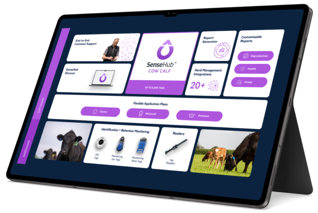 A tablet showing SenseHub Cow Calf report app
