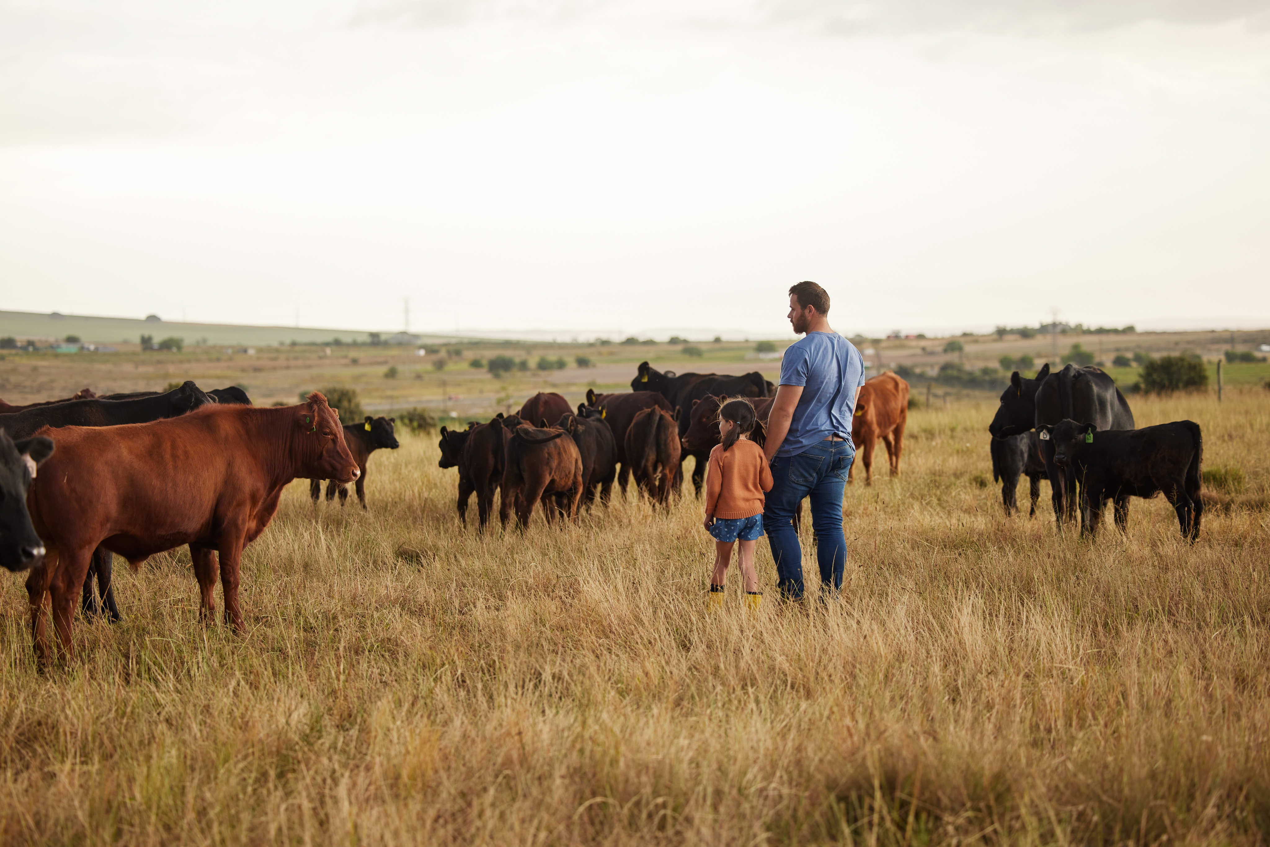 Man and child standing in a field with a herd of cows