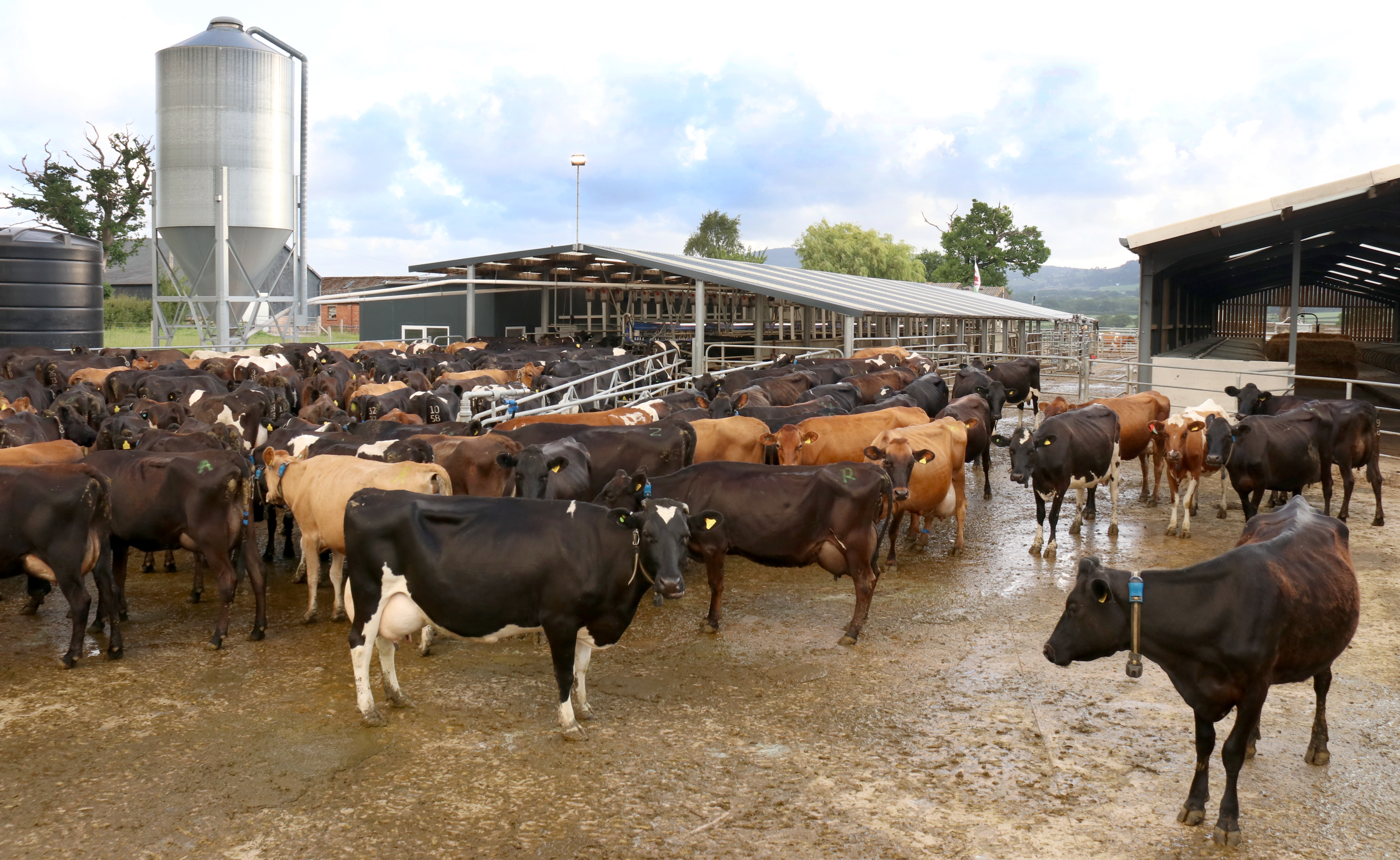 A herd of cows standing close to each other in a farm