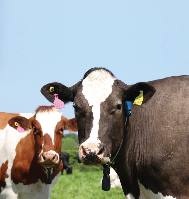 Cows wearing SenseHub® neck collar and eartags