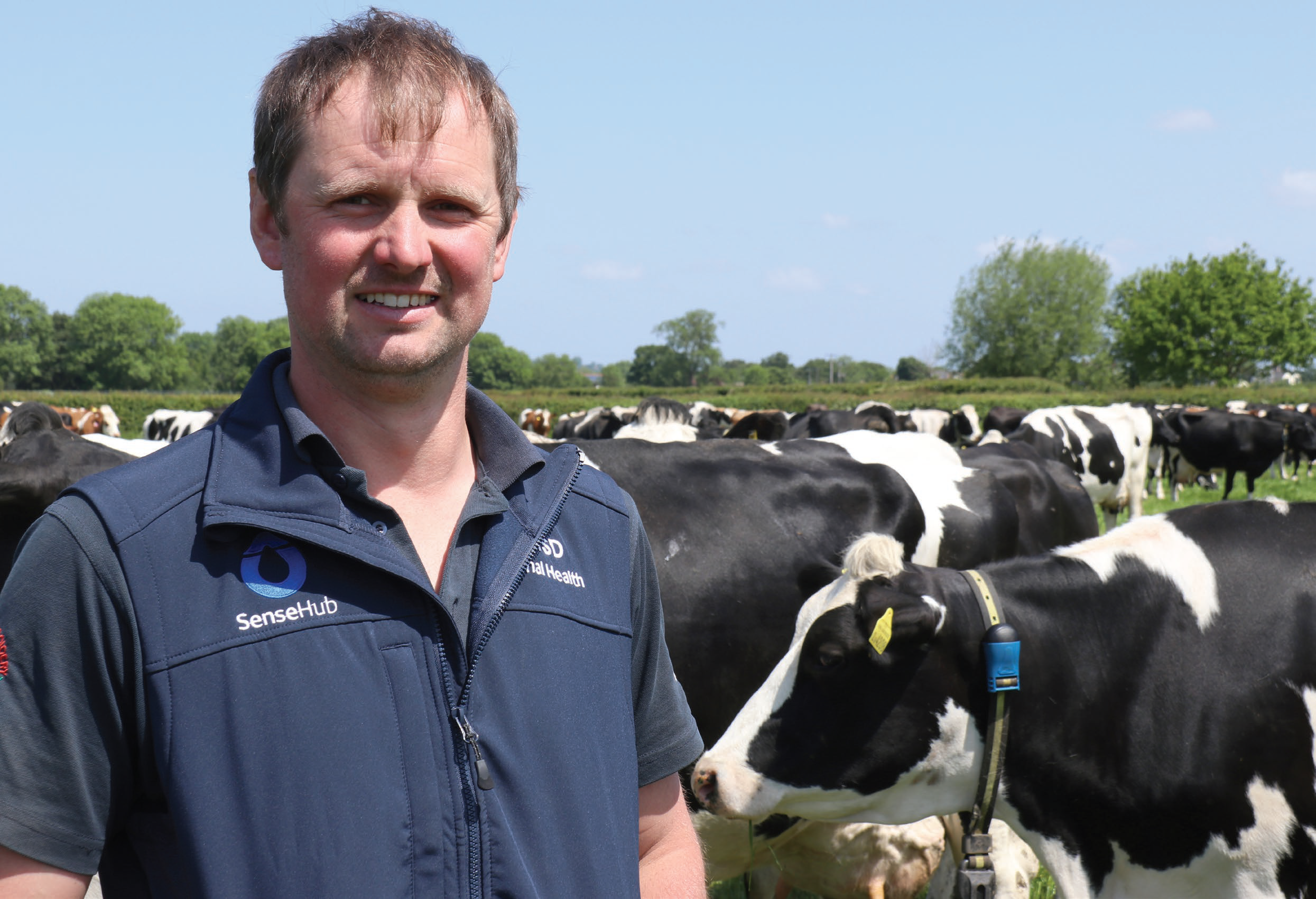 Man in blue vest smiling in field with black and white cows