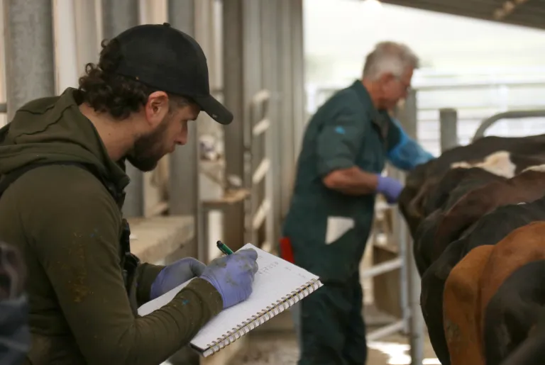 Two farmers working each other to check on the cows