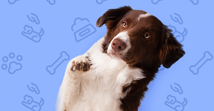 Brown and white dog raising a paw on a blue background with pet icons.