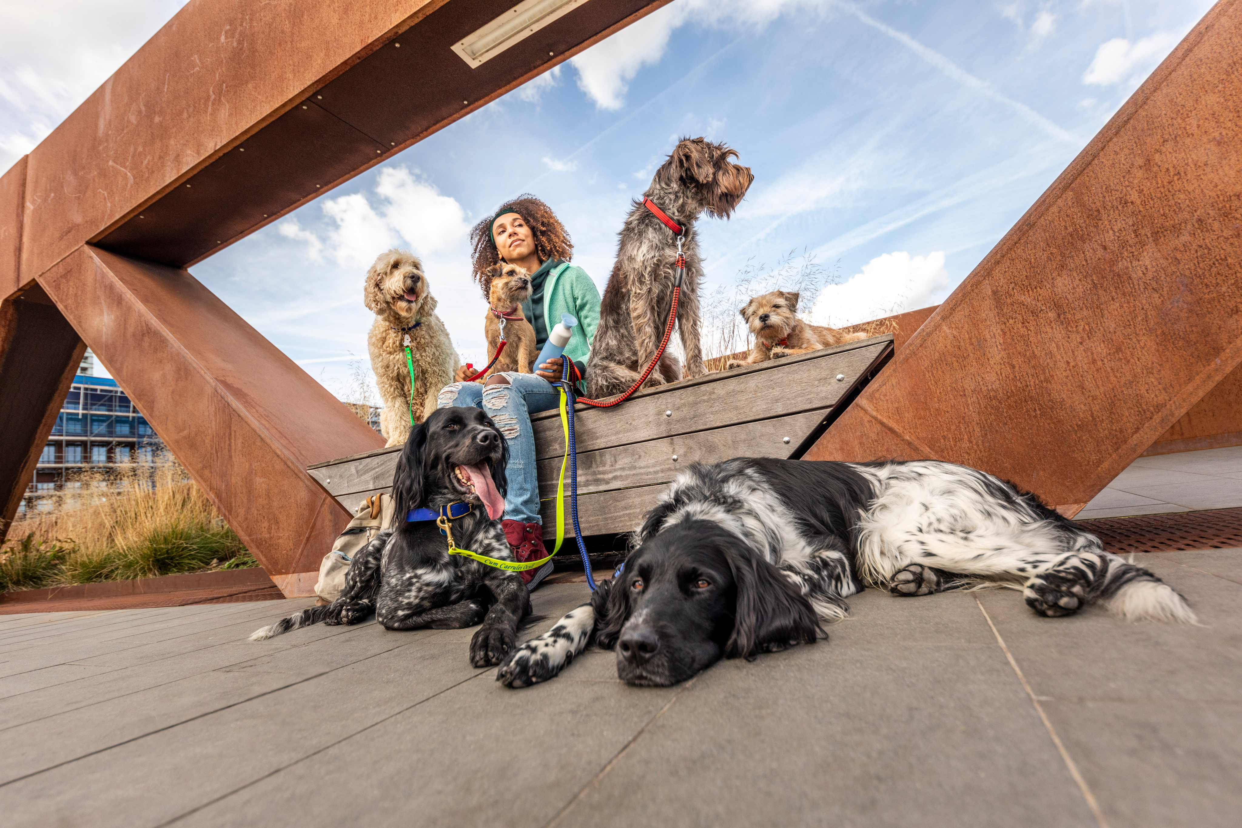 Person sitting on a bridge with five dogs under a blue sky