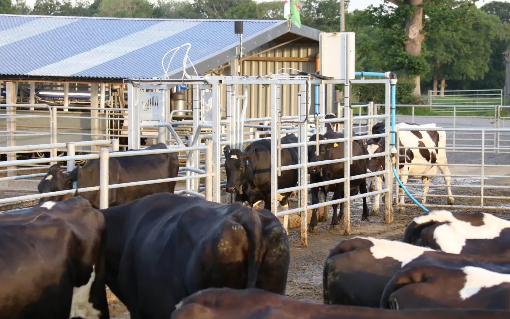 Allflex sorting gates used in a farm