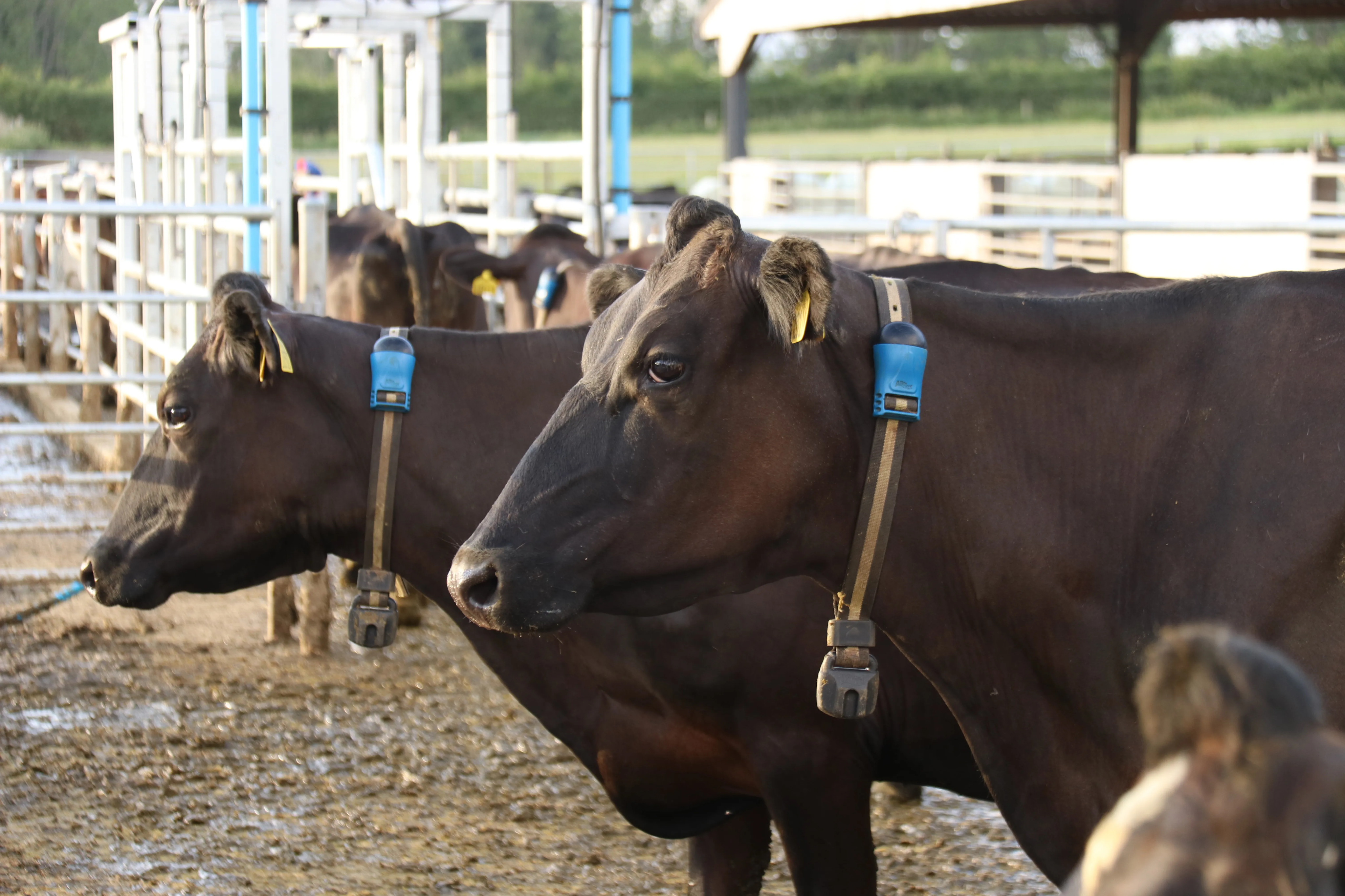 Cows wearing SenseHub blue tag on their neck
