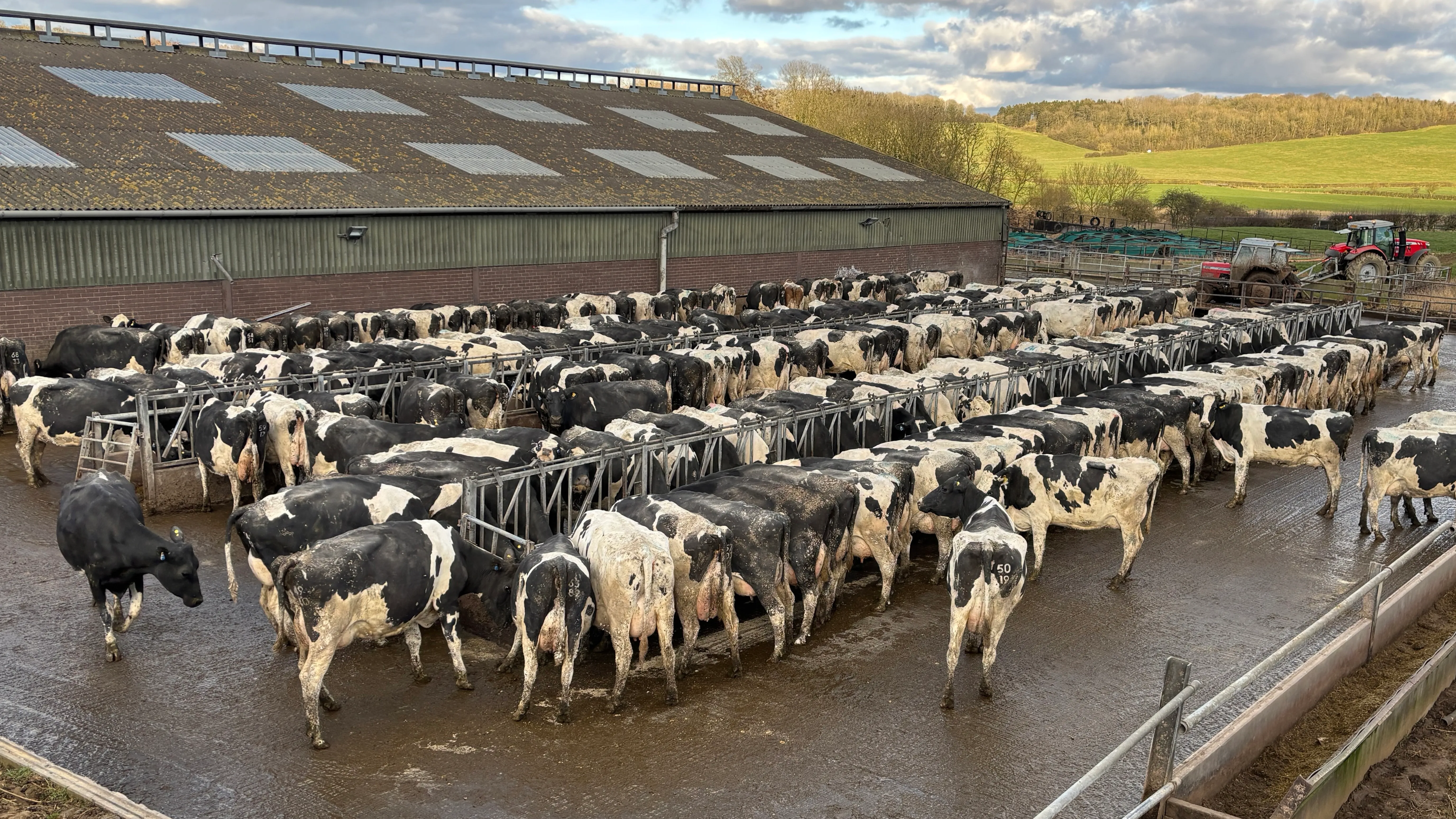 Herd of Cattle Sorting Gates A herd of cattle in a gated facility