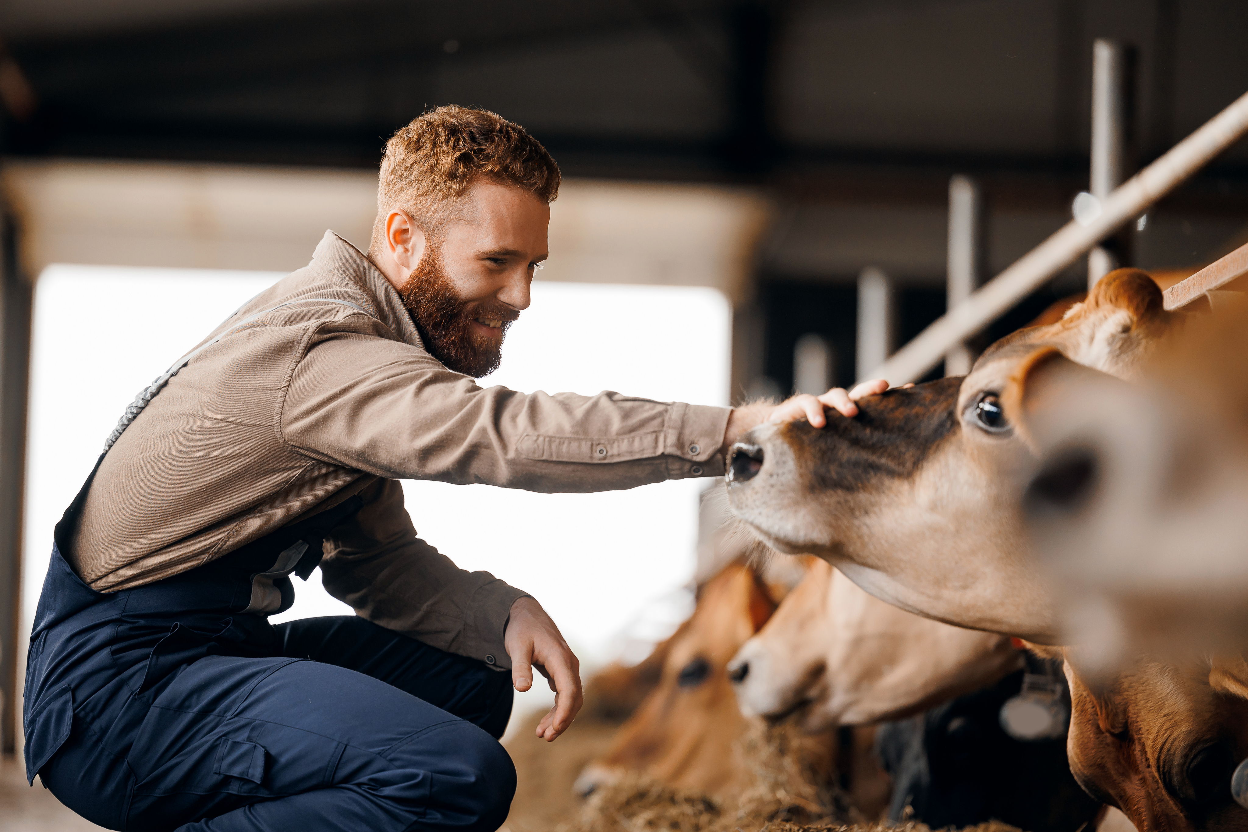 Farmer with Dairy Cow Farmer petting a cow inside a dairy barn.