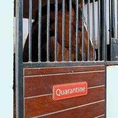 Horse in quarantine A horse is put behind a quarantine facility