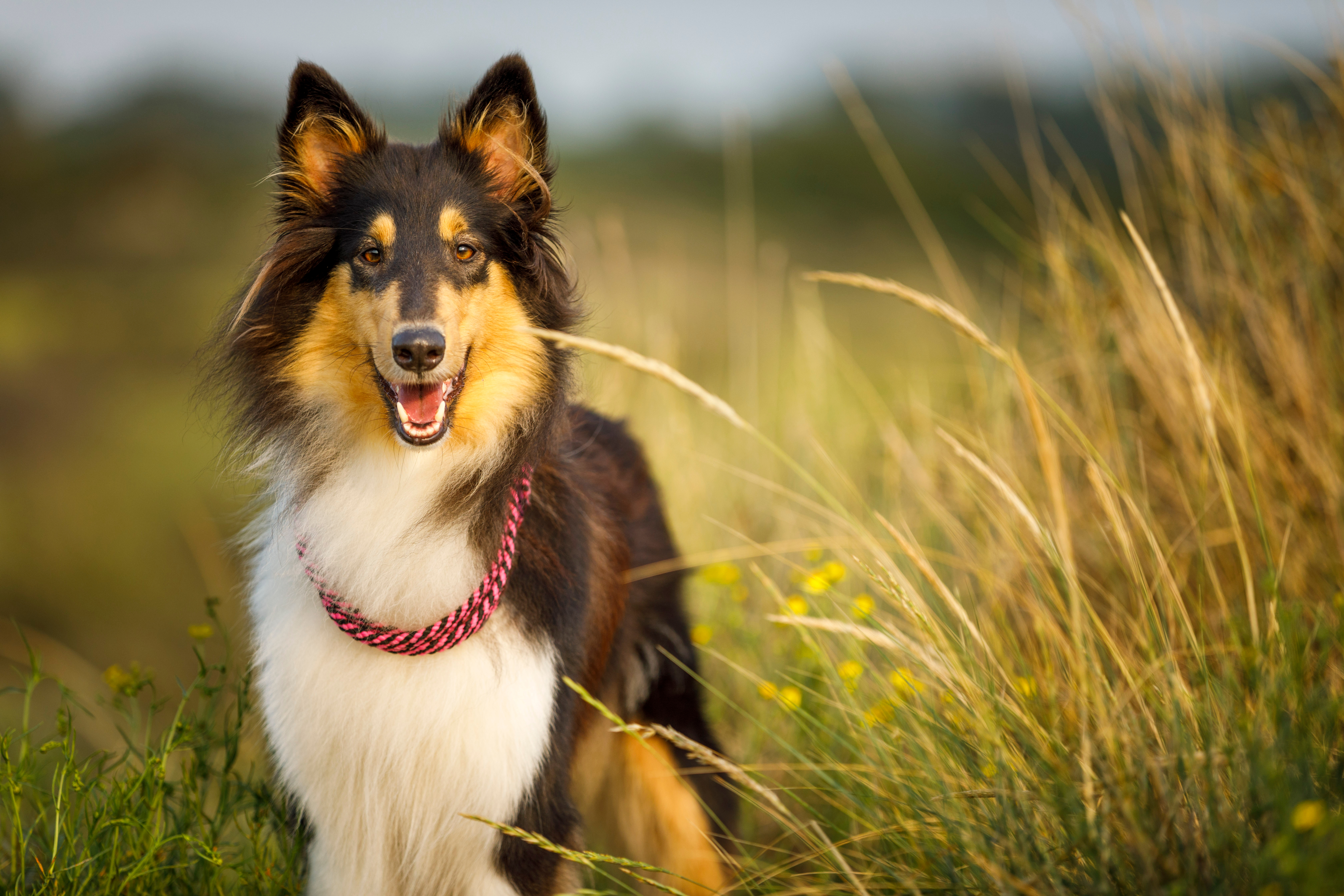 MSD Animal Health Wins 2024 S&P Global Award for Best New Companion Animal Product for injectable formulation of BRAVECTO® (fluralaner)